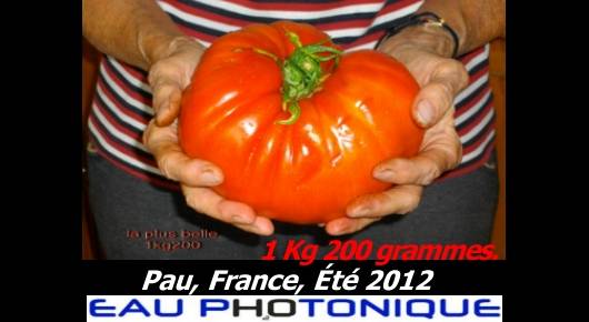 Article le jardin de Pierre Henri Lafon Puyo à Pau